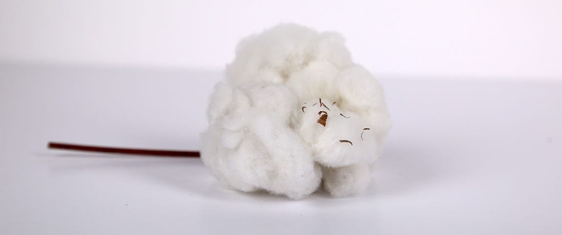 Cotton