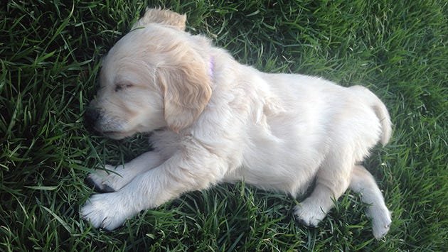 Our golden retreiver puppy